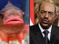 Omar Bashir fish lips