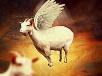 العنزة الداشرة ما بلحقها الا التيس الهامل