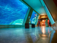 The interior of Istanbul Sea Life Aquarium TurkuaZoo. (Shutterstock/ File Photo)