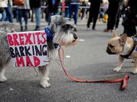 Britain voted narrowly to leave the EU in a divisive 2016 referendum and is set to leave in March next year. (Tolga AKMEN / AFP)