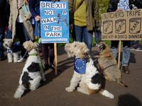 Dog owners and their pets participate in a pro-EU, anti-Brexit march towards the Houses of Parliament, calling for a "People's Vote on Brexit", in central London. (Tolga AKMEN / AFP)