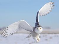 البومة الثلجية: تستخدم في اختراق أجهزة كمبيوتر من طراز "ماك"، ومن المحتمل أن الاسم لم يُقتبس عن الطائر، وإنما هو مستوحى من فرق الكشّافة من الفتيات، ربما هذا أول مؤشر على انخراط امرأة في برامج التجسس.
