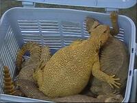 وفي قصة غريبة، اشترطت عروس سعودية على عريسها تقديم 300 ضب يجمعهم العريس بنفسه دون مساعدة من أحد، وتمكن العريس من جمع 100 ضب خلال ثلاثة أشهر، وكان هدف الفتاة من ذلك اختبار مدى تمسك العريس بها، وخصوصاً أنه يخاف من الضبان، ولا يجرؤ على لمسها.