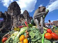 مهرجان بوفيه القردة في تايلاند حيث تقام مأدبة كبيرة، وتوضع فيها كل ما تشتهي القردة مِن طعام وفواكة وتسالي.ويُقدّم لهم بخدمة 5 نجوم، على موائد فخمة، مُغطّاة بمفارش من الحرير والساتان. بطريقة تثير شهيتك وتجعلك تتمنى لوكنت قرداً