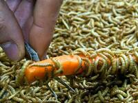 اليوم العالمي لجذب الدود- بريطانيا في كل عام في شهر مايو، يقوم سكان بلدة بلاكاوتون في إنكلترا،باستضافة يوم عالمي لجلب الديدان، ويتضمن هذا اليوم احتفالات عديدة، مِن أهمها أن يقوم المتسابقون بمُحاولة جذب الديدان مِن باطن الأرض بدون استخدام أي وسائل للحفر في التربة