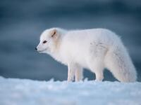 الثعلب القطبي: يغير لون فرائه حسب الفصل، ففي الشتاء يصبح لونه أبيض بلون الثلج، بينما في الصيف يعود لألوانه الطبيعية كباقي الثعالب، ويقول العلماء إن هذا الثعلب وغيره من الحيوانات مزودة بأجهزة معقدة تنتج الهرمونات اللازمة لتغيير لون الفراء حسب الحاجة.
