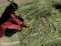 An Indian Christian devotee collects palm branches for a Palm Sunday service at Wesley church in Secunderabad, the twin city of Hyderabad on April 14, 2019. Palm Sunday marks the sixth and last Sunday of the Christian Holy month of Lent and the beginning of Holy Week. NOAH SEELAM / AFP