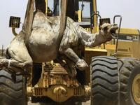 A mobile crane lifts a camel to be loaded into a waiting truck headed to the border with Egypt where the animal was meant to be sold, at El-Molih camel market west of the Sudanese capital's twin city of Omdurman ASHRAF SHAZLY / AFP