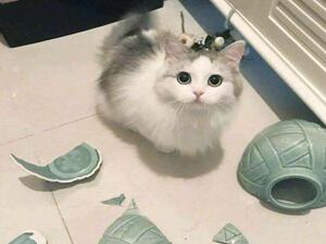 براءة قطة