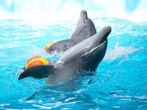 (Shutterstock/ File Photo)