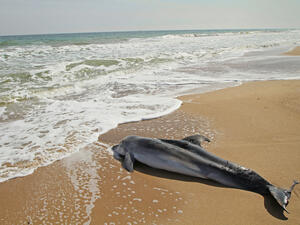 (Shutterstock/ File Photo)