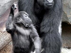 Wela, two, and father Viata at Frankfurt Zoo. Wela points her finger to the sky and taps her foot. (Daily Mail)