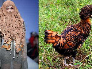 عارضة ودجاجة