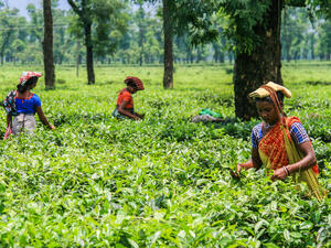 Tea pickers harvesting tea leaves in a tea plantation in Jaflong. (Shutterstock/ File Photo)