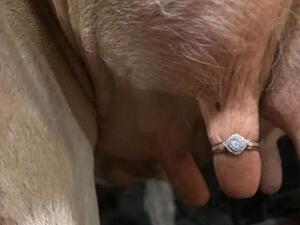 Facebook  users were left horrified after a man proposed to his significant other by putting a diamond ring on a cow's udder, in a post shared to the Facebook group That's it, I'm ring shaming (Facebook)
