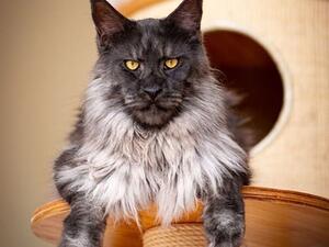 The colors of his fur, which include black, grey and white, have left social media users smitten online. (Instagram)