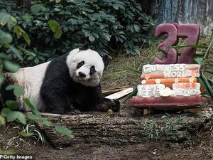 World's oldest panda Xin Xing celebrates her 37th birthday. (AFP)