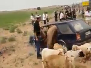 سيارة الخرفان