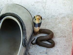 (Shutterstock/ File Photo)