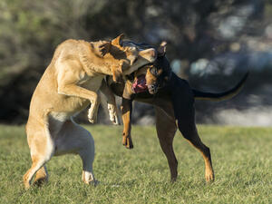 (Shutterstock/ File Photo)