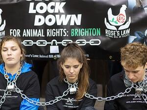 Three protesters shackled themselves to pillars at Brighton Town Hall at 4pm on Sunday and were still there on Monday morning. (Daily Mail)