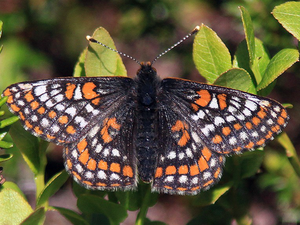 Euphydryas iduna  (Twitter)