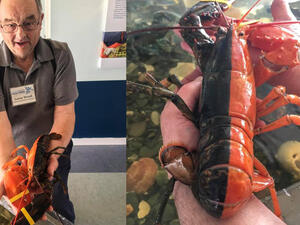 The lobster, which is half brown and half red, was caught off the coast of Maine and donated to the Maine Center for Coastal Fisheries. (Screenshot)