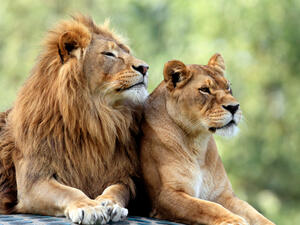 (Shutterstock)	