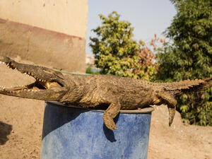 Crocodile Mummy. (Shutterstock/ File Photo)