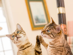 (Shutterstock/ File Photo)