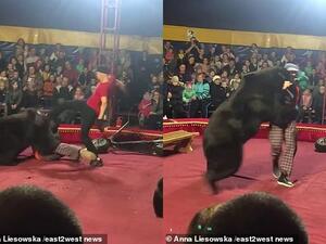  The 600lb creature was muzzled which may have saved the trainer from death. (Daily Mail)