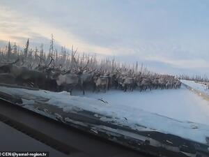 A herd of reindeer's blocked a snow-covered road between Salekhard and Nadym, which is around 2,000 miles north east of Moscow. (/Video Screenshot/ Daily Mail)
