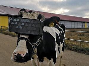 Russian dairy cows have been fitted with virtual-reality headsets, pictured, in an experiment to see whether the cutting-edge technology can improve milk production (Twitter)