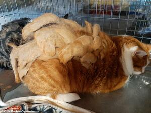 This image shows Chamade after his rescuers delivered him to the 'Radeau des Animaux' animal rescue centre in Ferel. The volunteers said they'd never seen such an impressive 'rasta' haircut on a cat (dailymail)