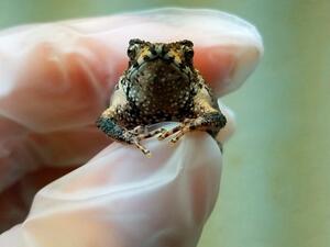 Tiny, endangered Puerto Rican Crested (Twitter)