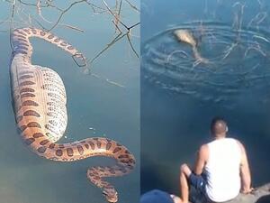 A 16-foot anaconda struggled to swim after eating a huge capybara - the world's largest rodent - in Aparecida do Taboado in the state of Mato Grosso do Sul, western Brazil. (Video Screenshots/ CEN)