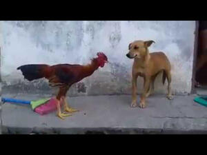 الكلب والديك