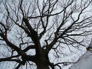 مقطوع من شجرة