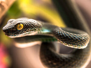 (Shutterstock)	
