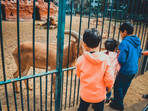 kids playing and feeding barbary sheep at giza zoo. (Shutterstock/ File Photo)