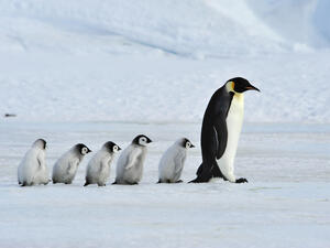 'If [the] global climate keeps warming at the current rate, we expect emperor penguins in Antarctica to experience an 86 per cent decline by the year 2100. (Shutterstock/ File Photo)