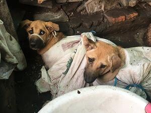 Investigators believe 14,000 dogs are killed every month to satisfy demand in Solo, but the regional governor has now called for the practice to be shut down. (dog meat free Indonesia)