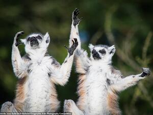 Eight-year-old Amelia Jane Balls, from Norfolk, scooped the top prize with her photograph entitled Lemurs Doing Yoga. Amelia was fascinated by their poses and thought they looked like they were doing yoga. (Amelia Jane Balls)