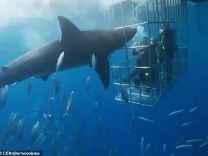 This is the moment a great white shark lunges at four divers in a cage in waters off Guadalupe Island, in the north-western Mexican state of Baja California. (Video Screenshot)