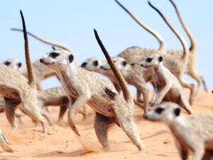 Meerkats (Twitter)