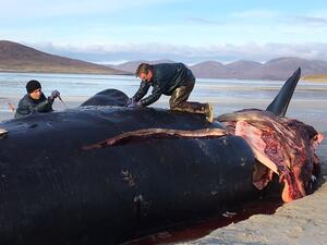 Sperm whale (Twitter)