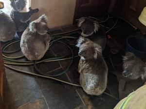 Some saved koalas cooling off from the fires (Twitter)