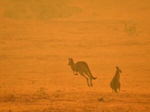 A kangaroo jumps in a field amidst smoke from a bushfire in Snowy Valley on the outskirts of Cooma on January 4, 2020. Up to 3,000 military reservists were called up to tackle Australia's relentless bushfire crisis on January 4, as tens of thousands of residents fled their homes amid catastrophic conditions. SAEED KHAN / AFP