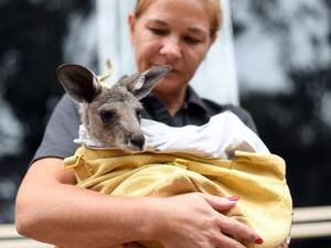 This photo taken on January 9, 2020 shows volunteer Sarah Price of wildlife rescue group WIRES, who are working to save and rehabilitate animals from the months-long bushfire disaster, taking care of a rescued kangaroo at her house on the outskirts of Sydney. (AFP/ File Photo)