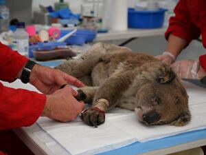 An injured Koala is being treated for burns by a vet at a makeshift field hospital at the Kangaroo Island Wildlife Park on Kangaroo Island on January 14, 2020. Hundreds of koalas have been rescued and brought to the park for treatment after bushfires ravaged the island off the south coast of Australia. PETER PARKS / AFP